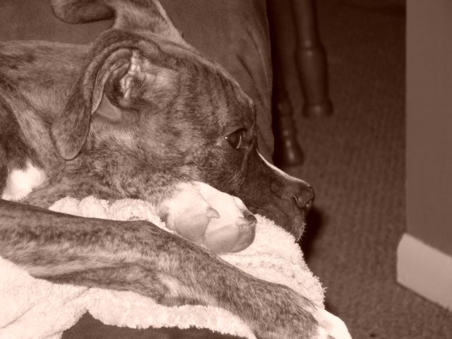 Blk/Wht Bailey
