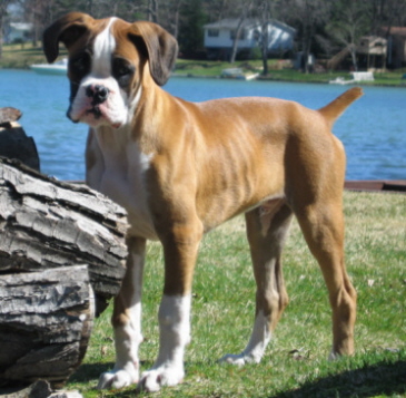 Blue - 14 weeks