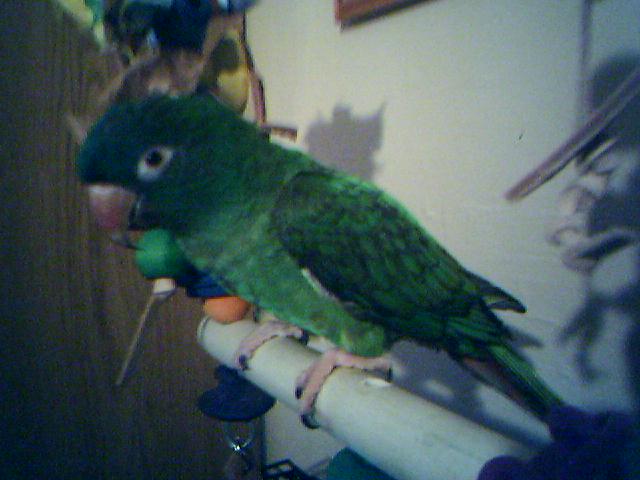 Blue Crown Conure