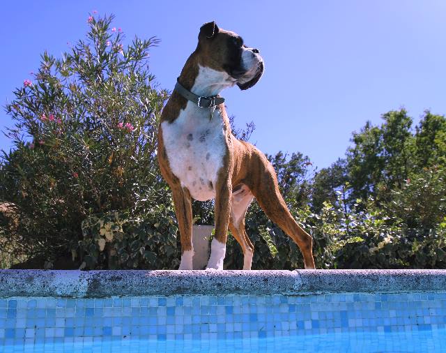 Blue dog