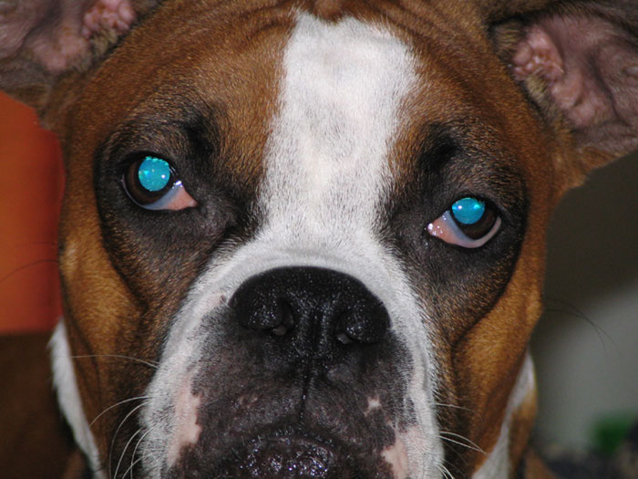 Blue Eyes