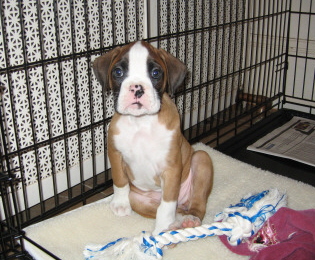 Blue - looking worried