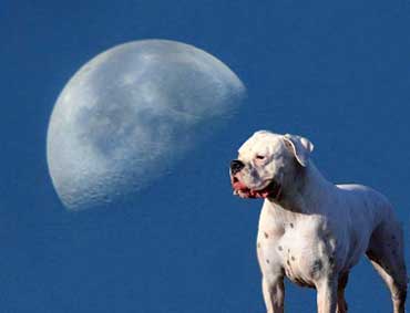 Blue moon