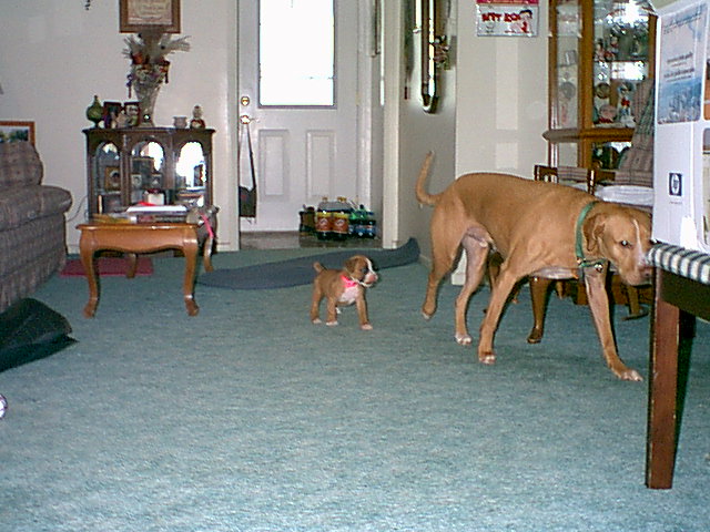 Bo and Gracie, day 3