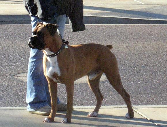 Bo on a walk