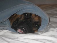 Bo pretending to sleep under covers