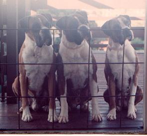 Bo, Rebel and Tess