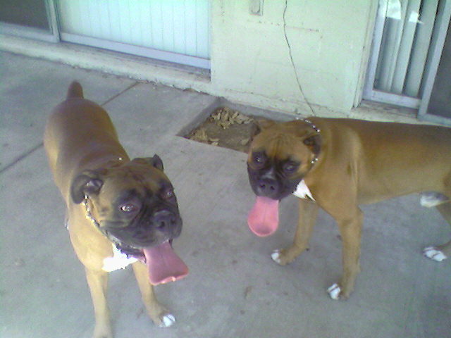 Bo (right)hanging out with his dad Rocky