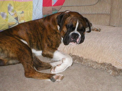 Bo_Bo_s_tired_2
