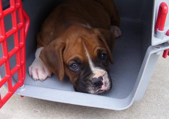 Bo_Kennel