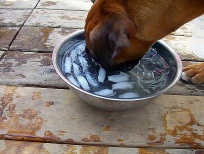 Bobbing for ice cubes