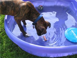 Bobbing for the cookie!