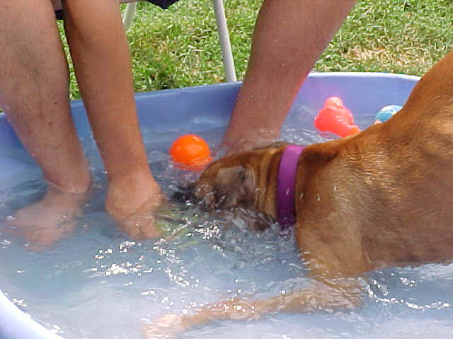 Bobbing for toys