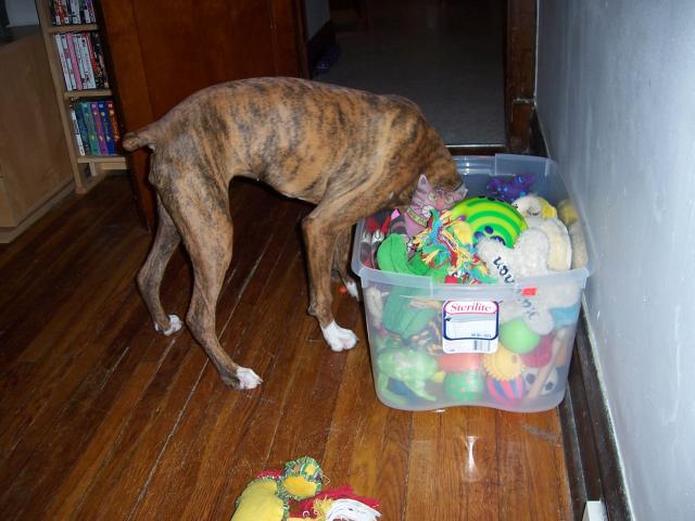Bobbing for Toys