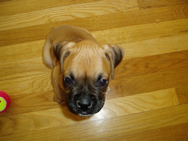 Bobblehead!