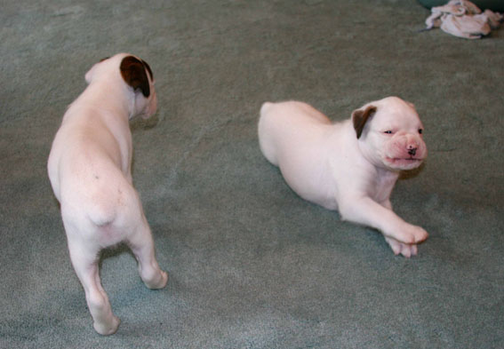 Bobby&Tilly4