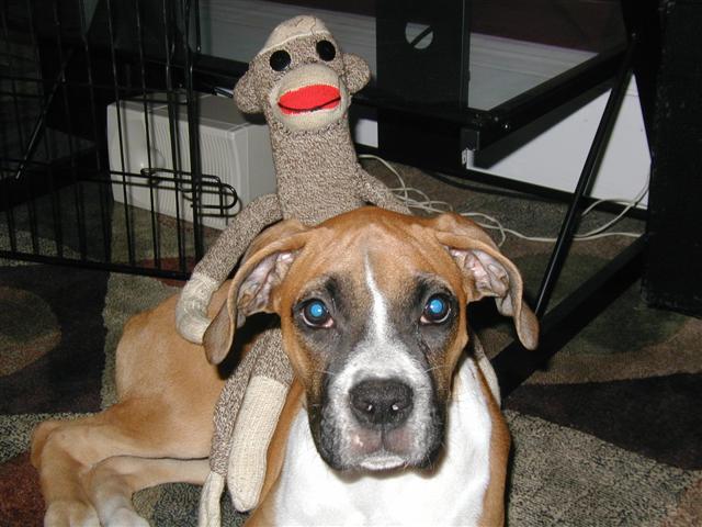 Bobo and Monkey