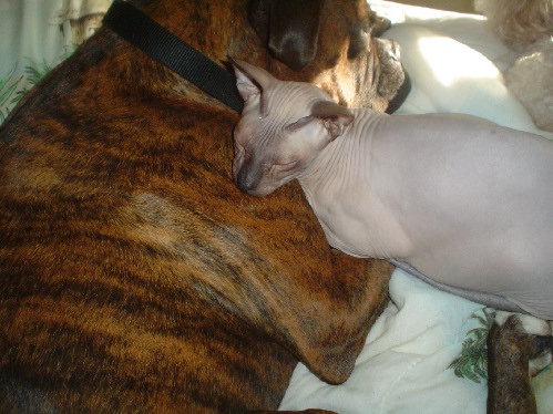 Bobo Loves Krispin