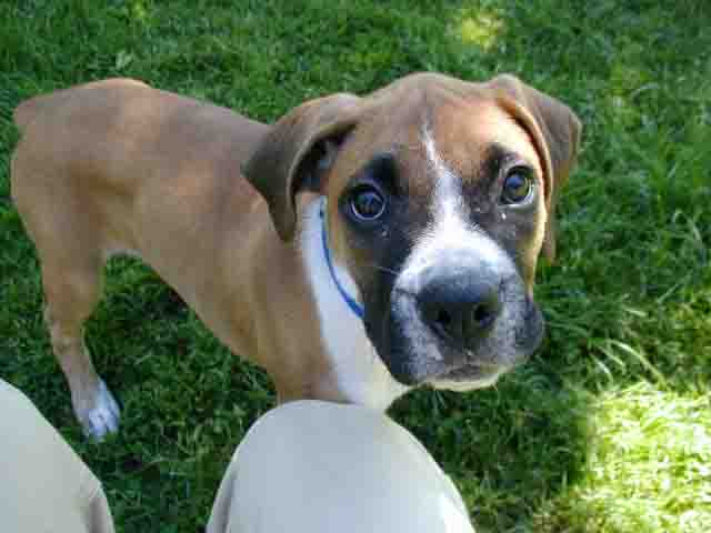 Bobo the puppy