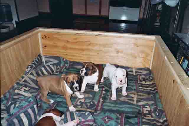 Bobo with her brothers and sisters