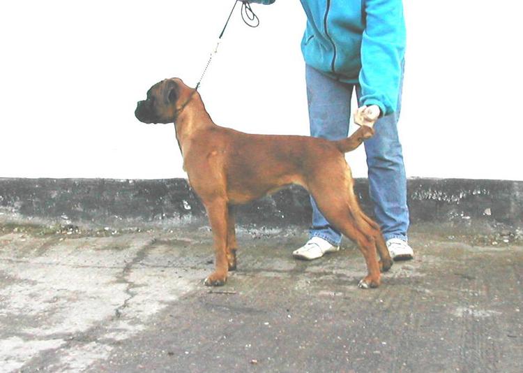 Bobtail Girl #2  'Rayne'