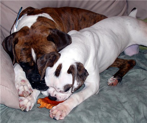 Bocephus and Sha - Daisy Mae