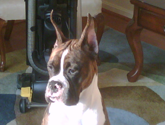 Bode at 8 months