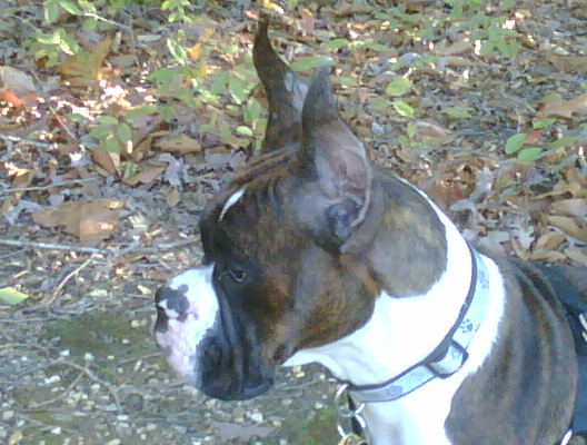 Bode at 9 months