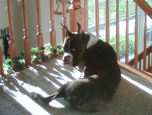 Bode sunning himself