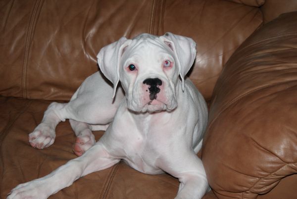 Bodie @ 16 weeks