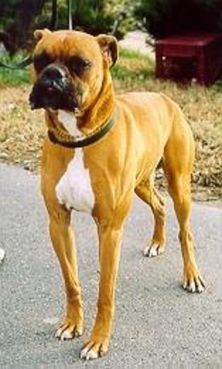 Bodie the Boxer
