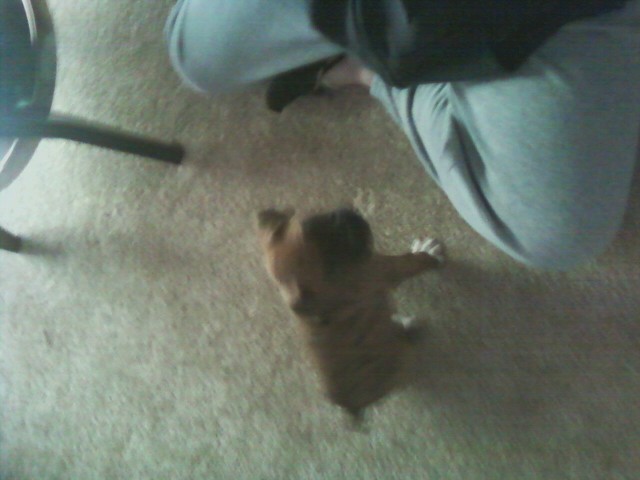 bodie