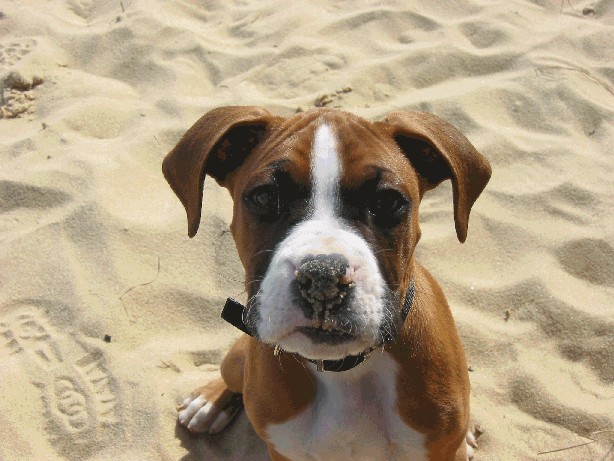 Bodie1