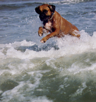 Body Surfin'