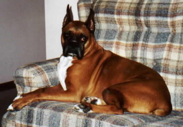 Boe Didley