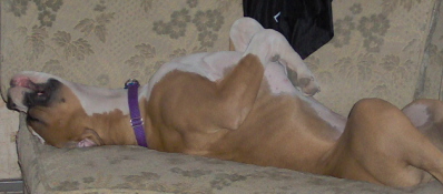 Bogart napping