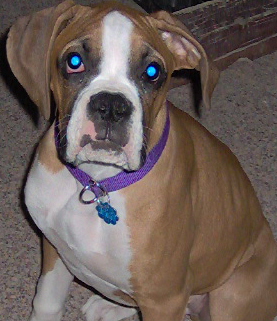 Bogart posing