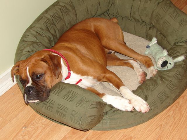 Bogart's First Night