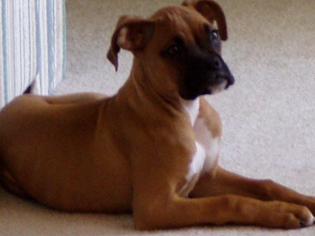 Bogey