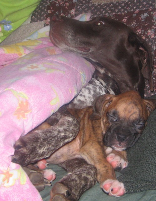 Bogie and Sadie cuddling