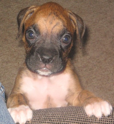 Bogie(yeah, changed his name!) 7weeks