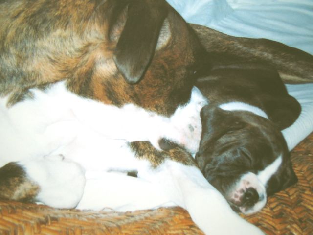 Bomba and Tito