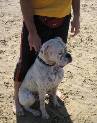Bomber Brighton Beach 050306