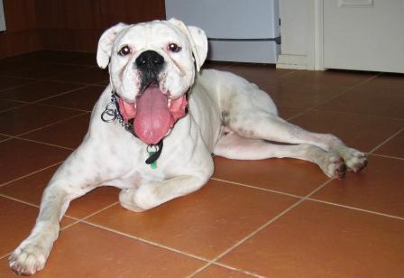 Bomber cooling off on the tiles
