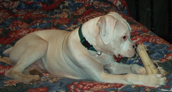 Bone