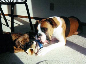 Bones and sunshine