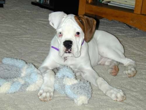 Bongo and his favorite toy!