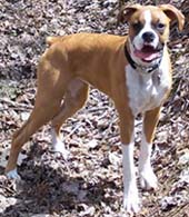 Bonnie Bell taking a Spring-time hike in the woods