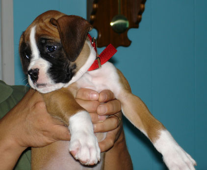 Bonnie... the newest family member