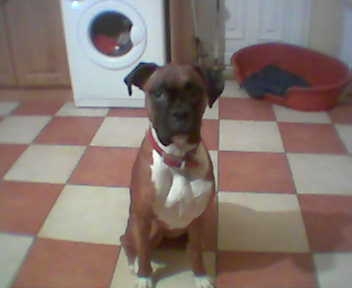 bonny the angel!! (not)